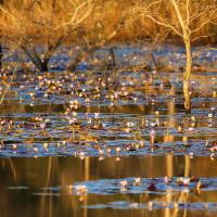 Leopard Ranch - Luxury Tented Camp - B&B
