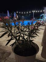 Casa Simone - Bed and Breakfast Costineşti