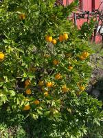 Hillside home with fantastic view - 3 beds - only 1h from Rome - Ferienwohnung Olevano Romano