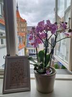 Charmante Ferienwohnung im Herzen von Rostock - Bed and Breakfast Rostock