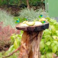 Chalet de 1 dormitorio