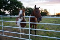Dog-Friendly Texas Ranch with Patio, Horses On-Site - B&B Aubrey