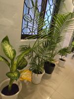 Varanasi Soulscape -Tajside Retreat - B&B Varanasi