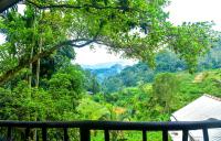 Blue Leaf Ella - B&B Ella Town