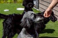 Blue Dog House - B&B Motona