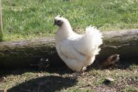 Råshults Gård - B&B Vimmerby