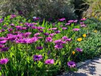 No stairs, Big House, Garage Richmond Residence 1 - B&B Westrichmond