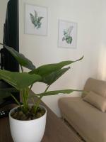 Appartamento con 1 Camera da Letto