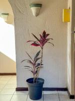 Palm Grove Lodge - B&B Margate