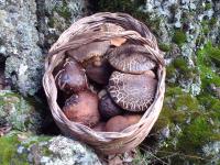 B&B Don Diego - B&B Linguaglossa