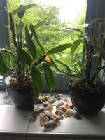 Camera Doppia con Letti Singoli con Bagno