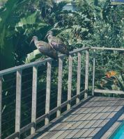 The Beach Bungalow - B&B Durban