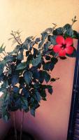 Apartment Sunce - B&B