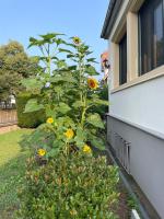 Villa Henrita im Elsass - B&B Haguenau