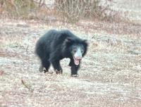 Freedom Cottage & Safari - B&B Tissamaharama