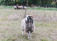 Elmenhof - B&B Elmenhorst