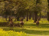 Il Dosso Agriturismo - Bed and Breakfast
