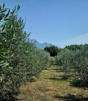 Holiday home “Olive” - Bed and Breakfast Župa