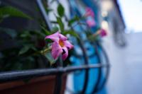 Nido Mediterraneo - B&B Procida