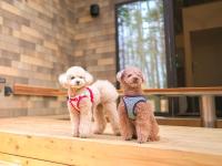 Rakuten STAY VILLA Fuji Kawaguchiko Forest 2LDK with sauna and terrace-Pet Friendly- - Chambres d'hôtes Fujikawaguchiko