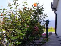 Sailor's Cottage - Chambres d’hôtes Crumlin