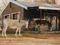 Eseltjiesrus - B&B Nieu-Bethesda