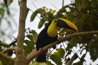 Mirador Valle del General - B&B La Ese