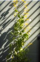 Tweepersoonskamer met Terras