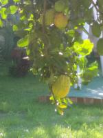 Deluxe Doppel-/Zweibettzimmer