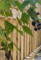 Kopernik & Freyia - B&B Sinard