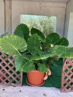 Costa Trabocchi appartamento sul Mare - B&B Fossacesia