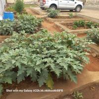 Celesta House - B&B Mbarara