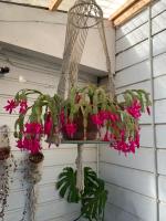 Hospedaje en borde río - B&B Valdivia