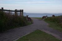 Emerald Tropical Palms B & B - Chambres d’hôtes Emerald Beach