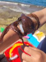 Dipinto sul Mare - B&B Mola di Bari