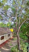 GREEN GARDEN REST - B&B Mirissa city