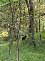 The Drake Cabin in The Forest - B&B Cosby
