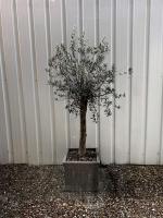 Residentie Papillon - B&B Hasselt