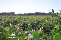 Agriturismo Puntarelle - B&B San Donato di Lecce
