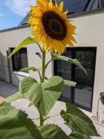 Seeliebe Ferienwohnung am Brombachsee - B&B Pleinfeld
