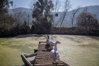 Lodge Los Naranjos de Mallarauco - Chambres d’hôtes Melipilla