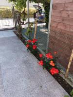 Alba Home Riccione - B&B Riccione