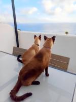 One-Bedroom Apartment with Sea View