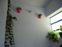 Apartment Duje - B&B