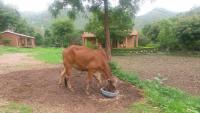 Krishna Ranch - B&B