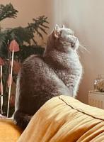 Chez Litchee et Albane - Bed and Breakfast Vendenheim