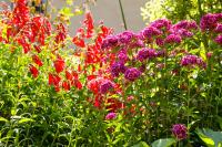 Le Petit Vigneau - B&B Ménil