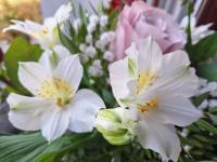 Apartamenty Aleksandry _ Flotylla - B&B Świnoujście