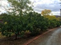 Vineyard Cottage BnB - B&B