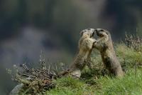 Apartment mit Balkon